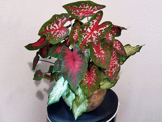 My Caladium Plant