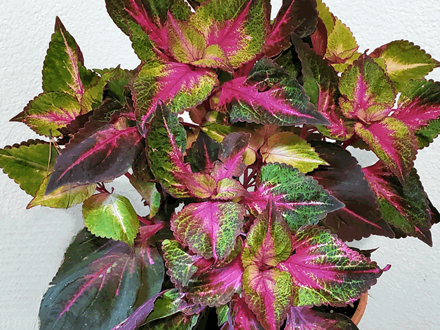 Coleus Plant
