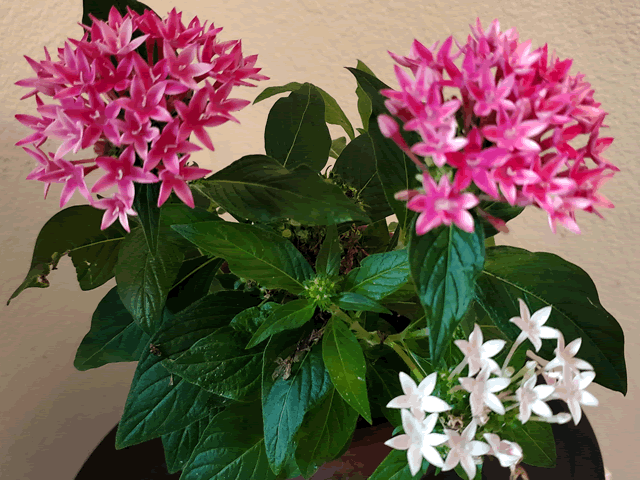 My Egyptian Star Flower