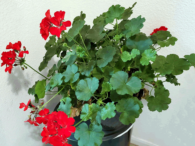 Geranium Plants