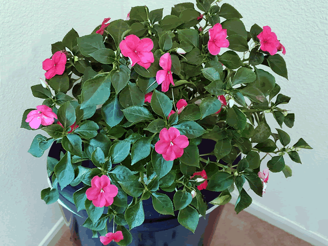Impatiens Plants