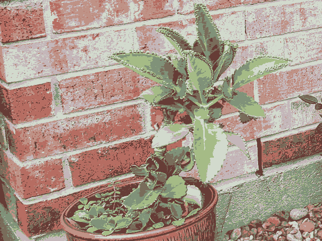 My Mother of Thousands Plants