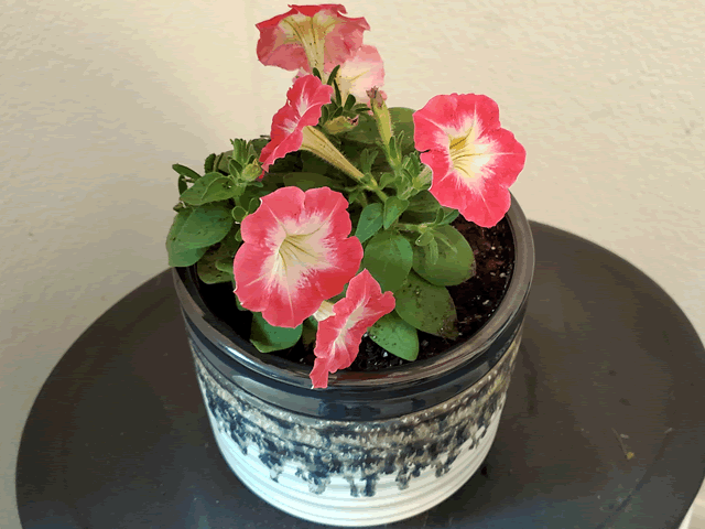 My Pink Wave Petunias Plants