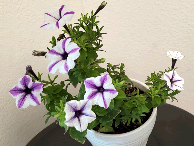 My Purple & White Wave Petunias Plants