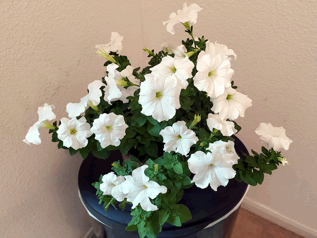 My White Petunias Plants