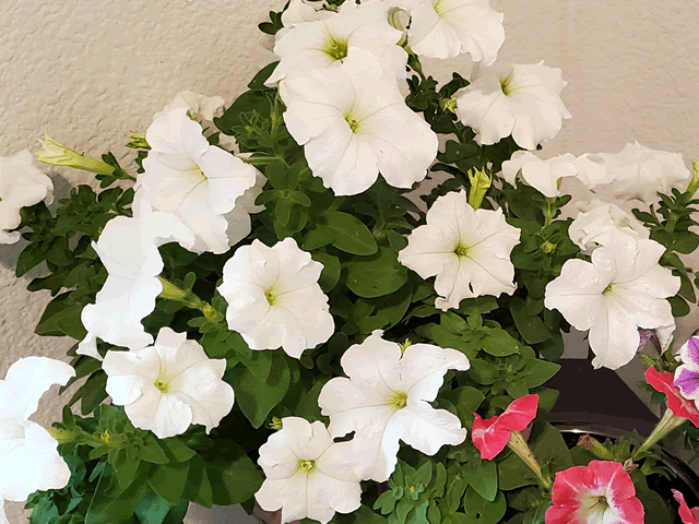 Petunias Plants