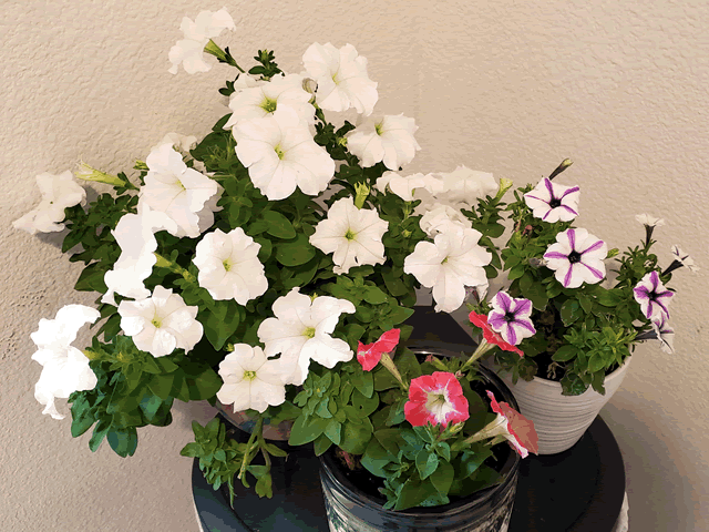My Petunias Plants