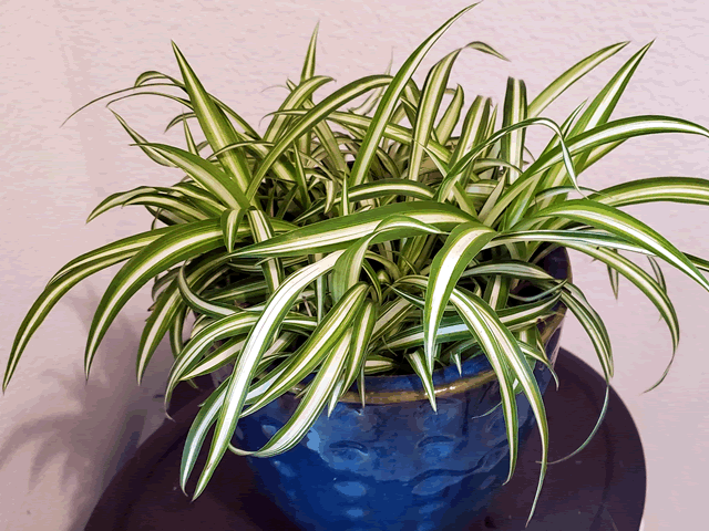 Spider Plants