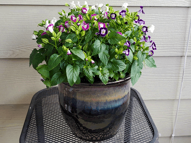 Torenia Plants