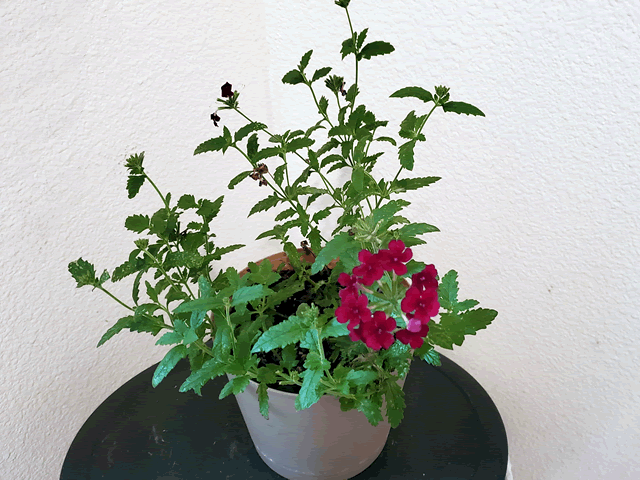 My Verbenna Plant