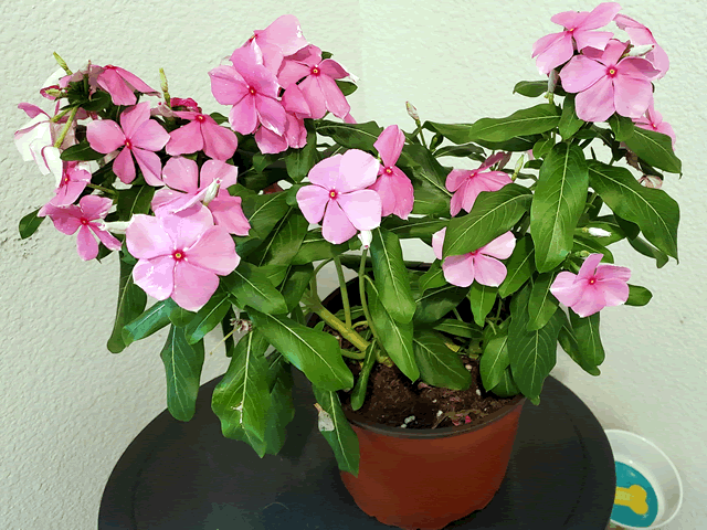 My Vinca Plants